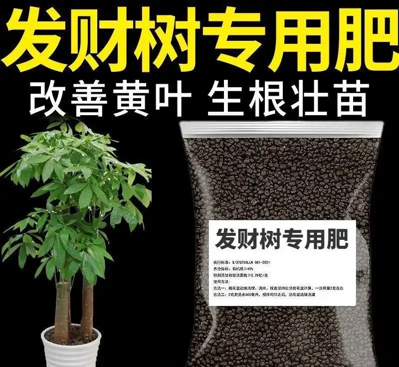發黃發財樹快沒救了？別慌！這些專用營養液堪稱綠植「復活仙丹」，讓你的發財樹重煥生機