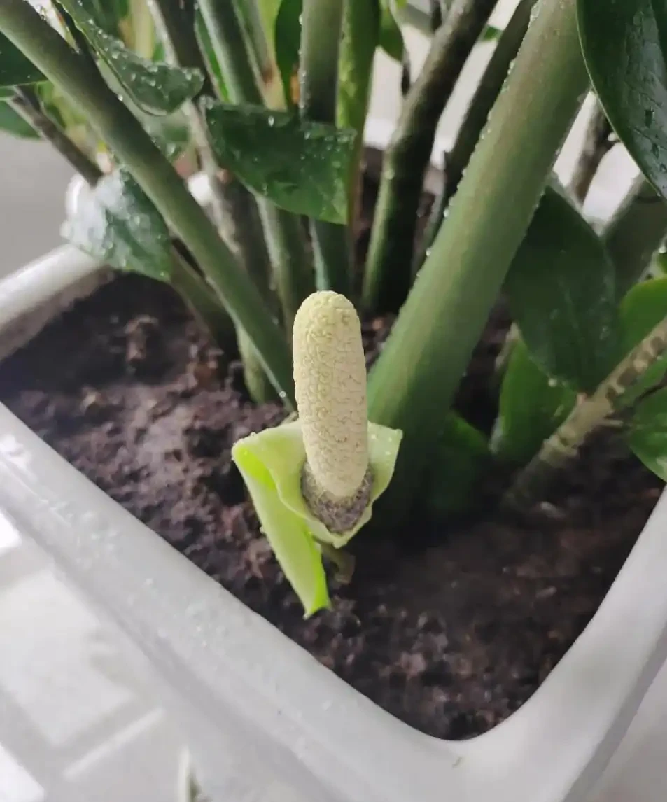 冬季雪鐵芋怎麼養？葉片發黃、腐根倒伏、不長新芽？做好這3點，葉片厚綠又招財！