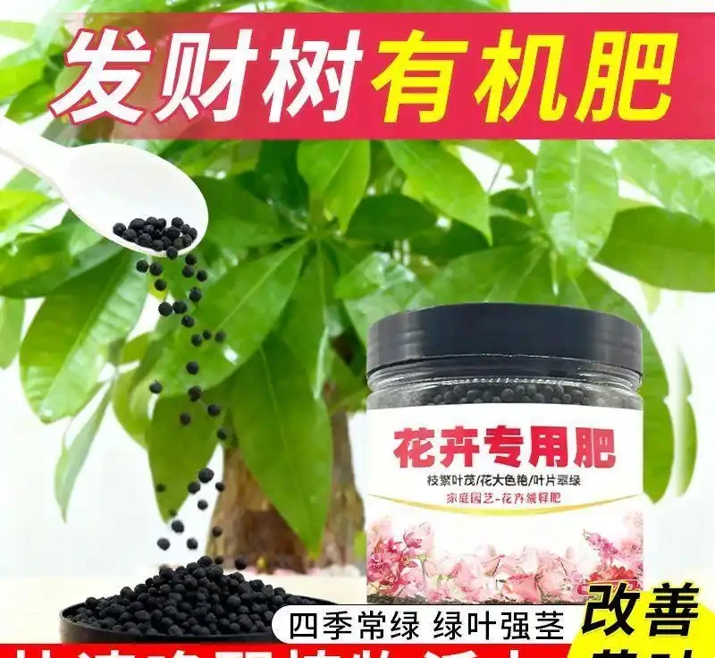發黃發財樹快沒救了？別慌！這些專用營養液堪稱綠植「復活仙丹」，讓你的發財樹重煥生機