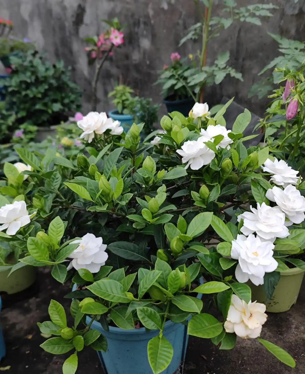 這幾種「醋罈子」植物，喂一勺「白醋」能瘋長不黃葉，花越開越旺