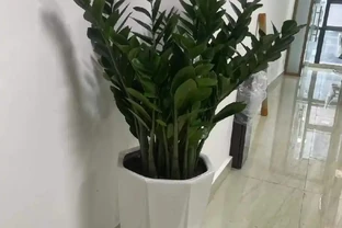 冬季雪鐵芋怎麼養？葉片發黃、腐根倒伏、不長新芽？做好這3點，葉片厚綠又招財！