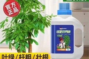 發黃發財樹快沒救了？別慌！這些專用營養液堪稱綠植「復活仙丹」，讓你的發財樹重煥生機