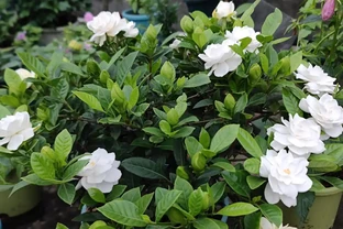 這幾種「醋罈子」植物，喂一勺「白醋」能瘋長不黃葉，花越開越旺