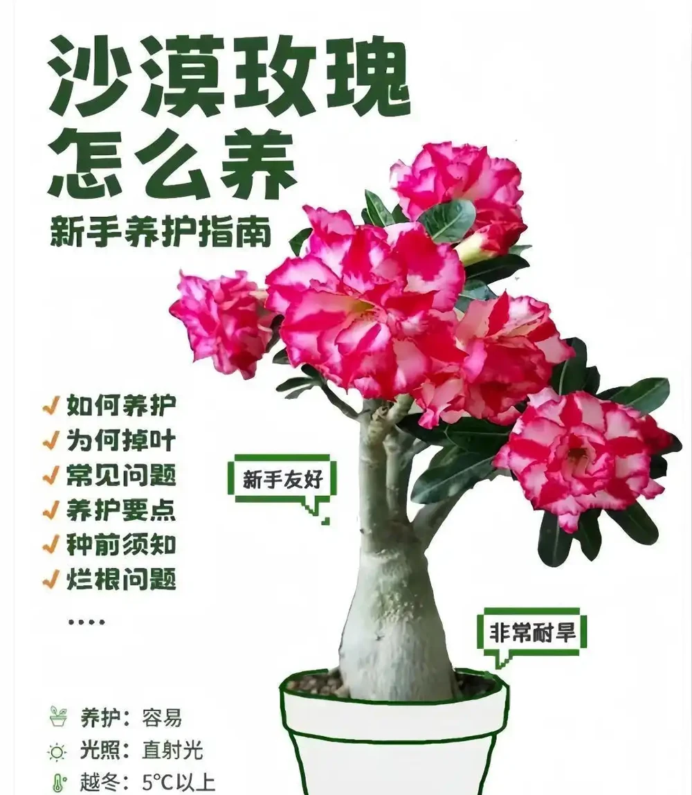 沙漠玫瑰花苞發黑怎麼辦?30年老花匠教你一招全救活