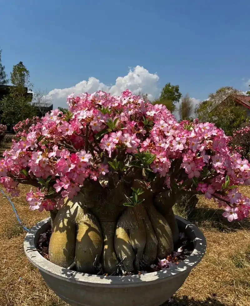 沙漠玫瑰花苞發黑怎麼辦?30年老花匠教你一招全救活