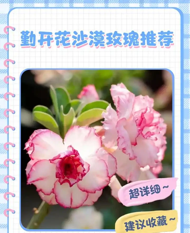 沙漠玫瑰花苞發黑怎麼辦?30年老花匠教你一招全救活