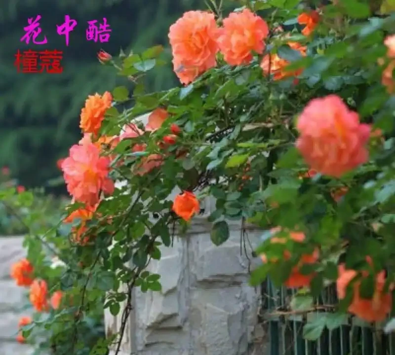 想讓庭院變身花海秘境?別再盲目選花了,這幾種爬藤花卉輕鬆幫你實現花園夢,趁年底活動快囤點!