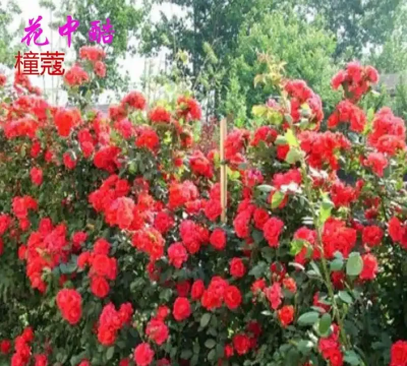 想讓庭院變身花海秘境?別再盲目選花了,這幾種爬藤花卉輕鬆幫你實現花園夢,趁年底活動快囤點!