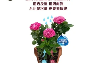 新手養花總養不活？玫瑰月季肥料這樣選，從入門到精通的養護全攻略，助你變身養花高手！