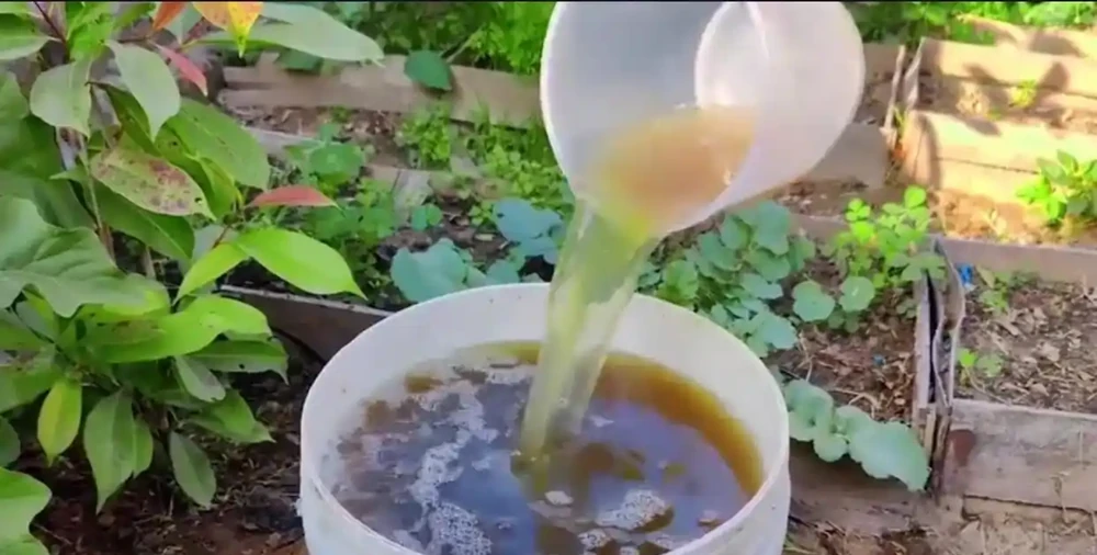 龜背芋愛喝2種水,交替澆半年,葉子翠綠大過臉,變成龜背芋樹