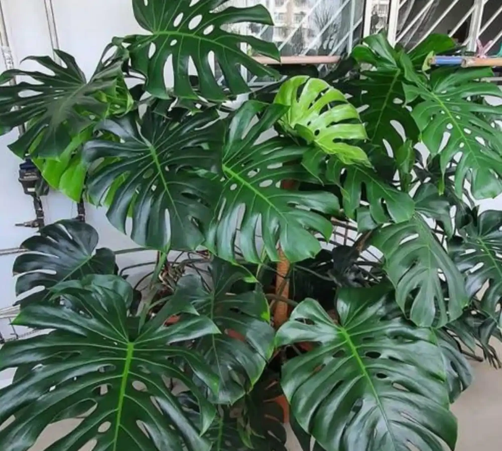 龜背芋愛喝2種水,交替澆半年,葉子翠綠大過臉,變成龜背芋樹