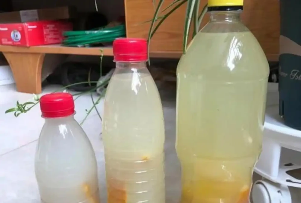 龜背芋愛喝2種水,交替澆半年,葉子翠綠大過臉,變成龜背芋樹