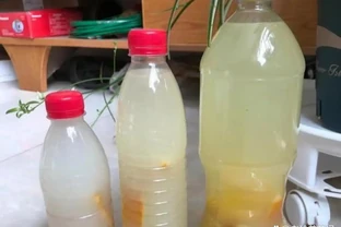 龜背芋愛喝2種水，交替澆半年，葉子翠綠大過臉，變成龜背芋樹