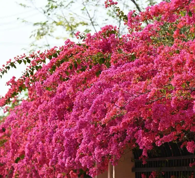 家中自制6種養花「水」,不花一分錢就可以把花養滿盆花開不斷