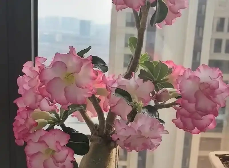 別再把沙漠玫瑰養「廢」了！學會提根技巧，養成老樁更好看