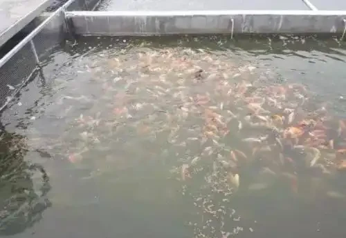 家中自制6種養花「水」,不花一分錢就可以把花養滿盆花開不斷