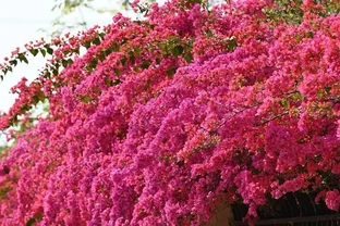 家中自制6種養花「水」，不花一分錢就可以把花養滿盆花開不斷