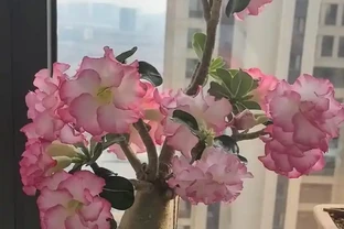 別再把沙漠玫瑰養「廢」了！學會提根技巧，養成老樁更好看