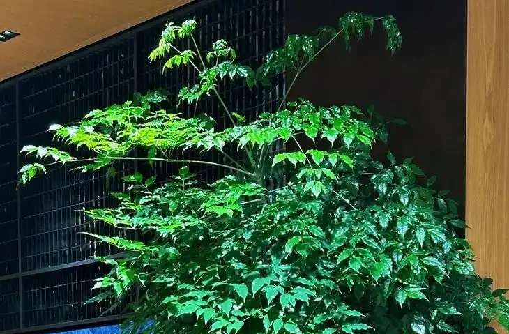 冬季幸福樹黃葉落葉?根源就4個錯!糾正後葉片立馬油亮