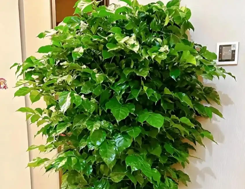冬季幸福樹黃葉落葉?根源就4個錯!糾正後葉片立馬油亮