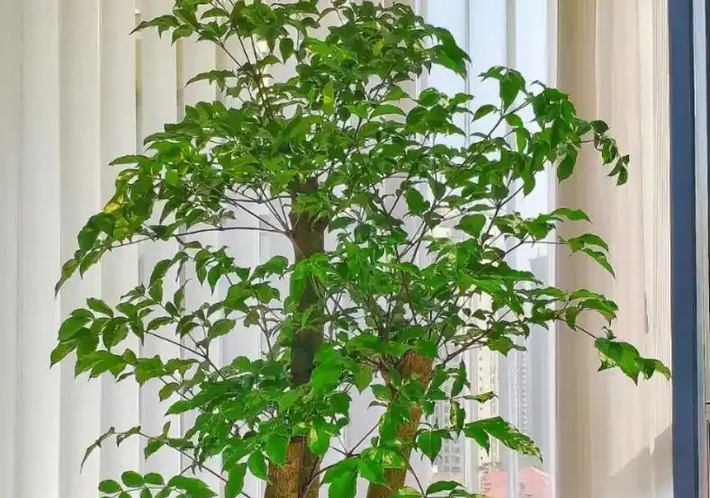 冬季幸福樹黃葉落葉?根源就4個錯!糾正後葉片立馬油亮