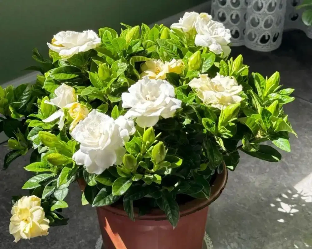 白醋一澆就瘋長！這5種「醋罈子」植物，喂一勺瘋長不黃葉，花越開越旺！