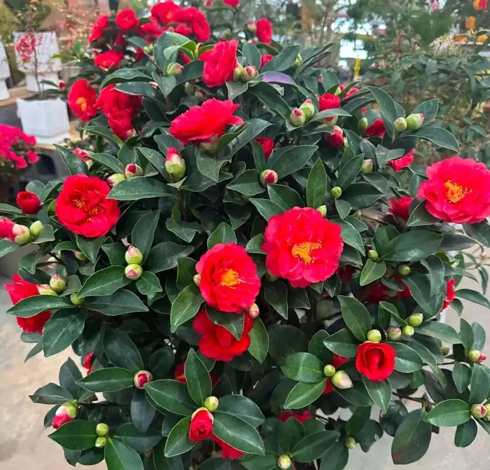 白醋一澆就瘋長！這5種「醋罈子」植物，喂一勺瘋長不黃葉，花越開越旺！