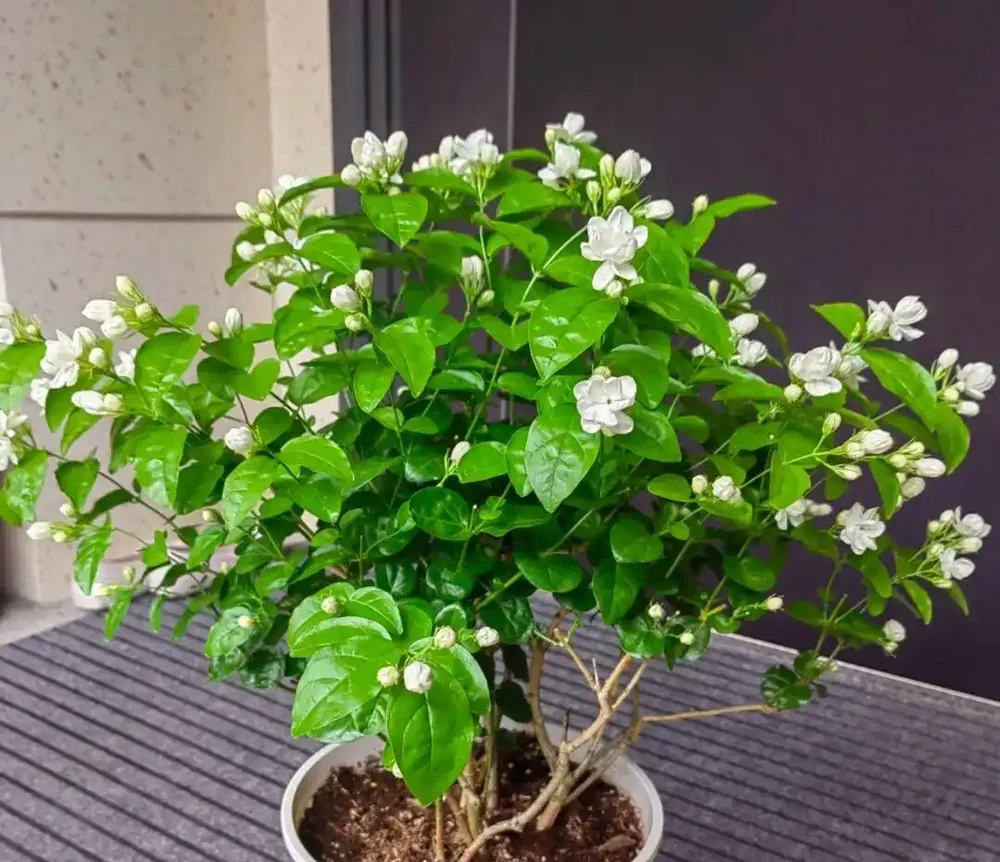 白醋一澆就瘋長！這5種「醋罈子」植物，喂一勺瘋長不黃葉，花越開越旺！
