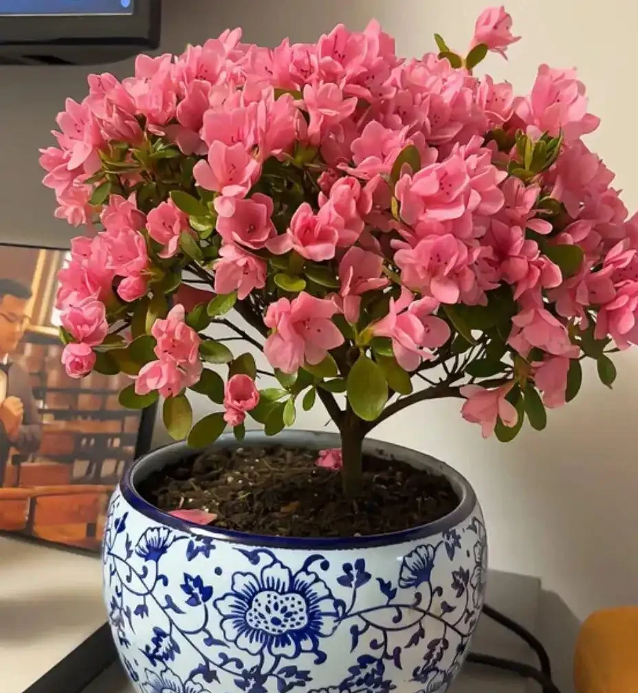 白醋一澆就瘋長！這5種「醋罈子」植物，喂一勺瘋長不黃葉，花越開越旺！