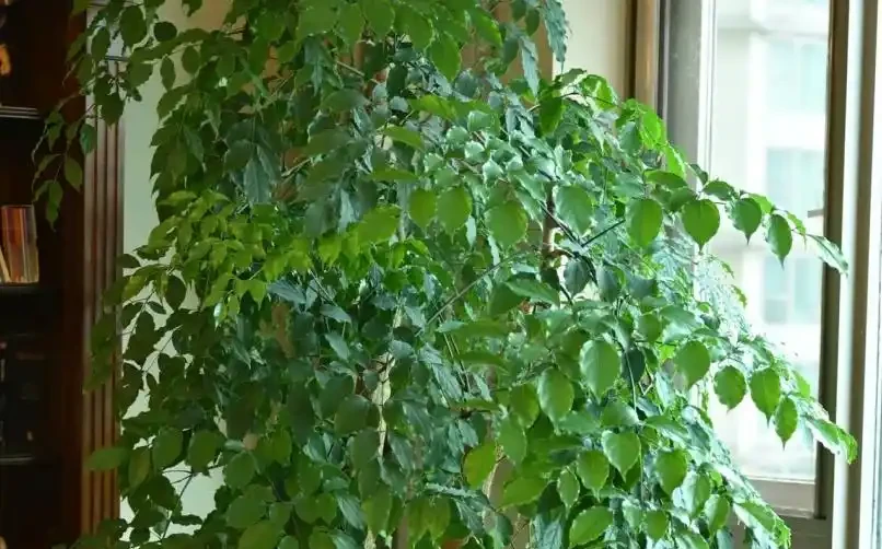 冬季幸福樹黃葉落葉?根源就4個錯!糾正後葉片立馬油亮