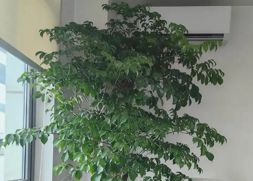 冬季幸福樹黃葉落葉?根源就4個錯!糾正後葉片立馬油亮