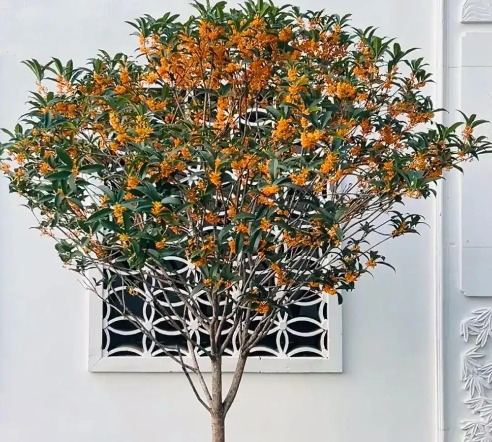白醋一澆就瘋長！這5種「醋罈子」植物，喂一勺瘋長不黃葉，花越開越旺！