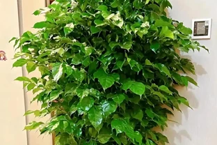 冬季幸福樹黃葉落葉？根源就4個錯！糾正後葉片立馬油亮