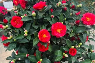 白醋一澆就瘋長！這5種「醋罈子」植物，喂一勺瘋長不黃葉，花越開越旺！