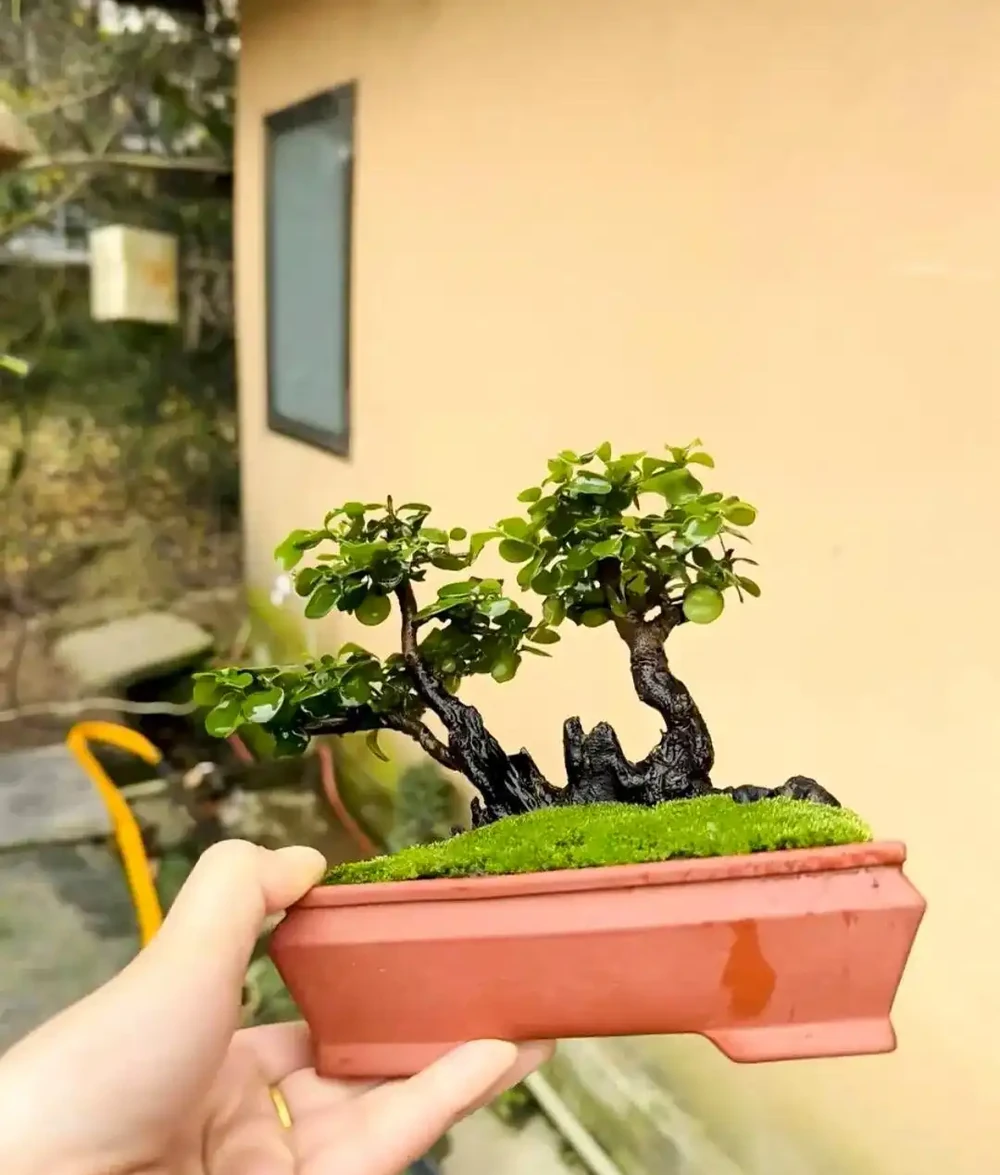 金彈子葉子發黃焦邊？我的救苗記：不是它難養，是沒給它找對 「舒適區」