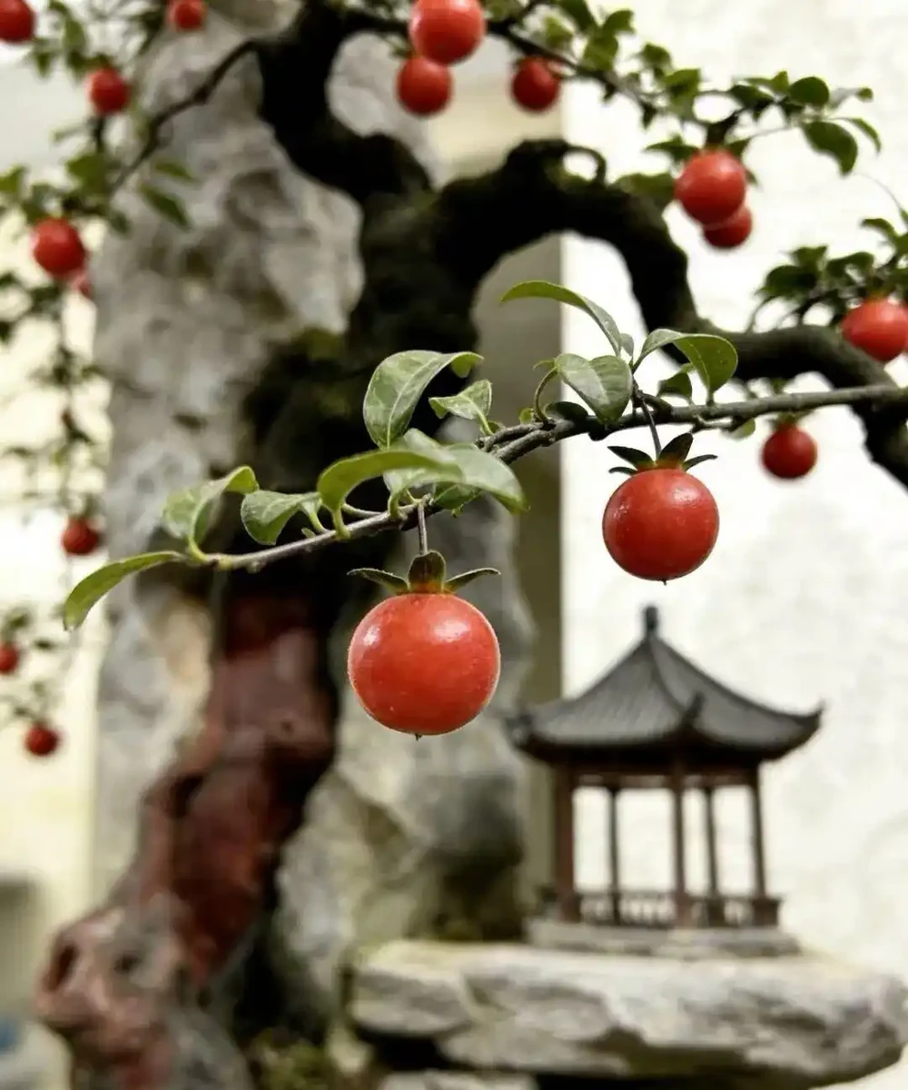 金彈子葉子發黃焦邊？我的救苗記：不是它難養，是沒給它找對 「舒適區」