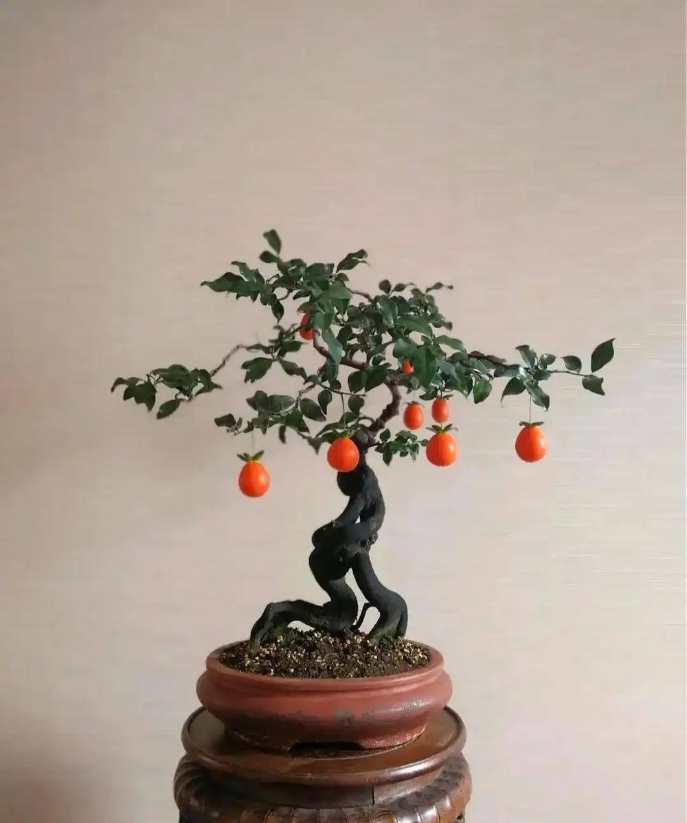 金彈子葉子發黃焦邊？我的救苗記：不是它難養，是沒給它找對 「舒適區」