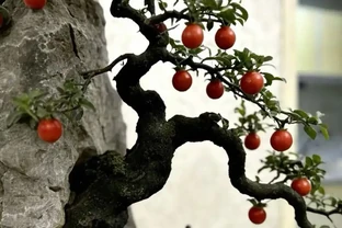 金彈子葉子發黃焦邊？我的救苗記：不是它難養，是沒給它找對 「舒適區」