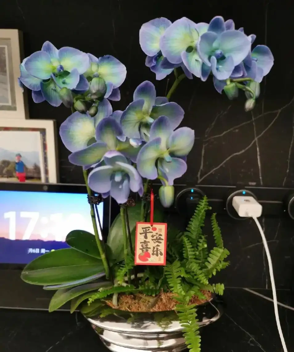 蝴蝶蘭養殖方法和注意事項:為何你養的總是「腐根、花苞乾癟」?避開這些誤區,年年開花如蝴蝶