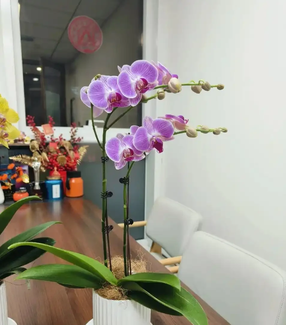 蝴蝶蘭養殖方法和注意事項:為何你養的總是「腐根、花苞乾癟」?避開這些誤區,年年開花如蝴蝶
