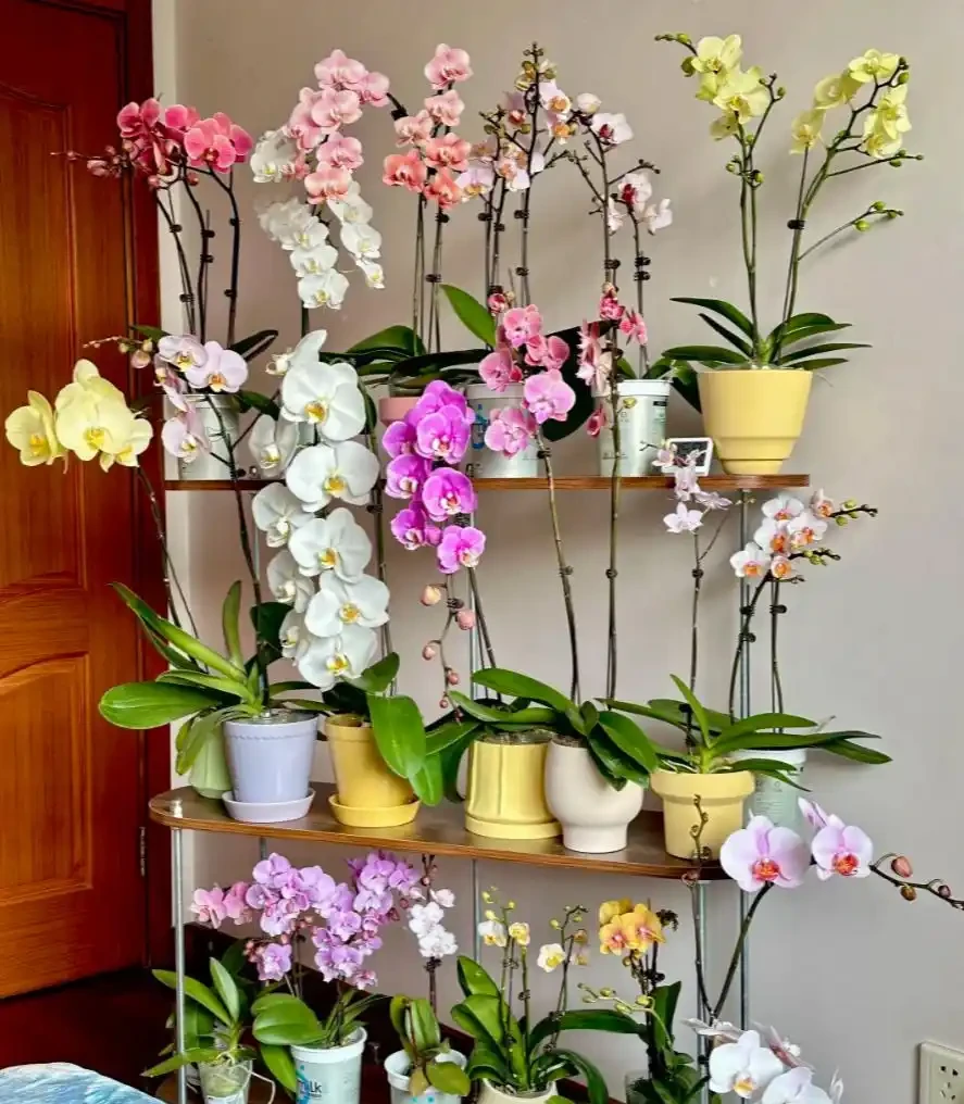 蝴蝶蘭養殖方法和注意事項:為何你養的總是「腐根、花苞乾癟」?避開這些誤區,年年開花如蝴蝶