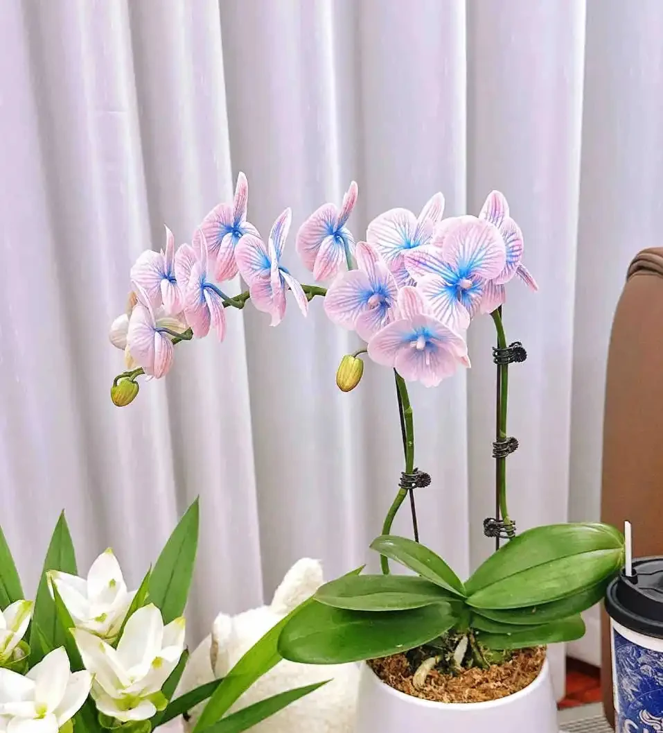 蝴蝶蘭養殖方法和注意事項:為何你養的總是「腐根、花苞乾癟」?避開這些誤區,年年開花如蝴蝶