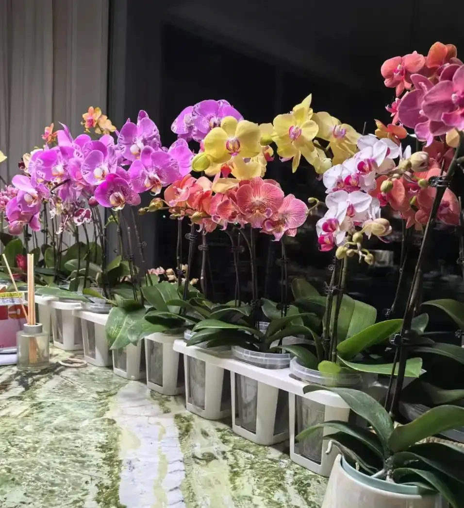 蝴蝶蘭養殖方法和注意事項:為何你養的總是「腐根、花苞乾癟」?避開這些誤區,年年開花如蝴蝶