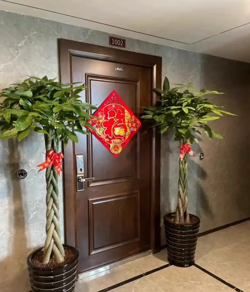 發財樹養殖方法和注意事項:為什麼你的總是腐根黃葉?掌握這幾點,葉片油綠不掉落
