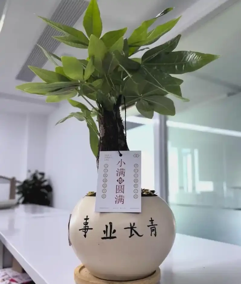 發財樹養殖方法和注意事項:為什麼你的總是腐根黃葉?掌握這幾點,葉片油綠不掉落