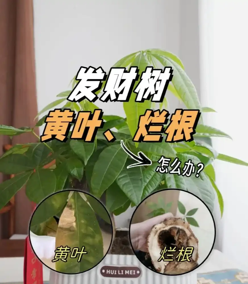 發財樹養殖方法和注意事項:為什麼你的總是腐根黃葉?掌握這幾點,葉片油綠不掉落