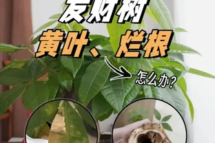 發財樹養殖方法和注意事項：為什麼你的總是腐根黃葉？掌握這幾點，葉片油綠不掉落