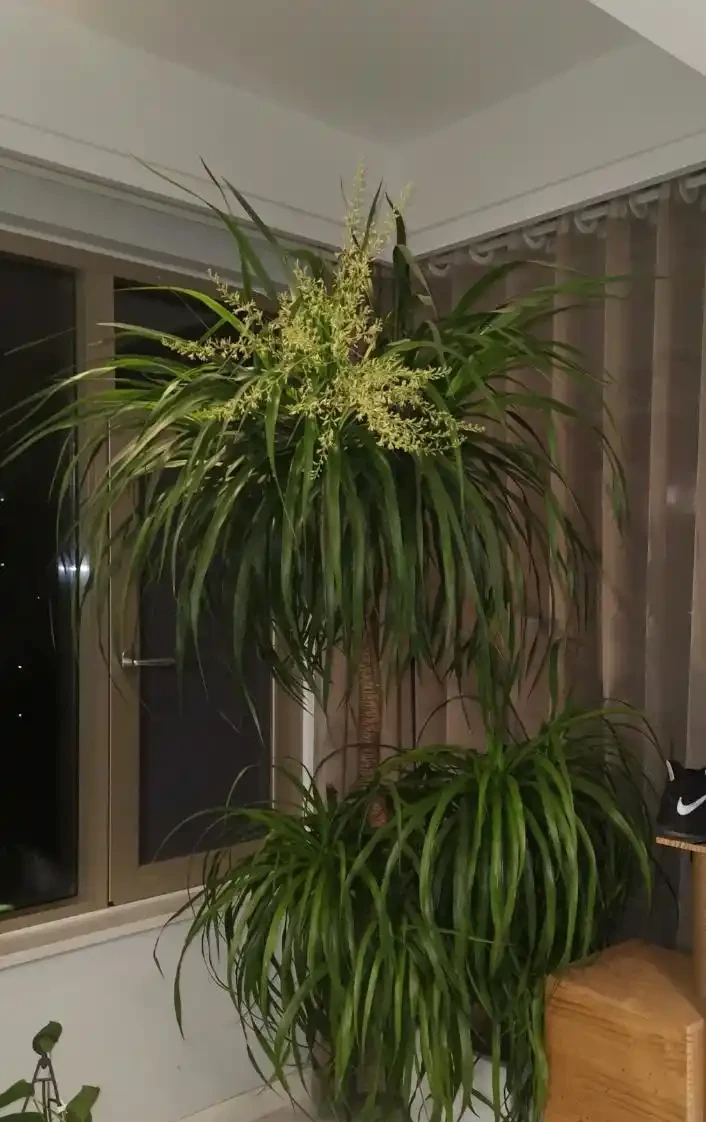 龍血樹養殖方法和注意事項:葉尖乾枯還腐根?教你幾招,讓它莖幹粗壯,葉片綠得發亮!