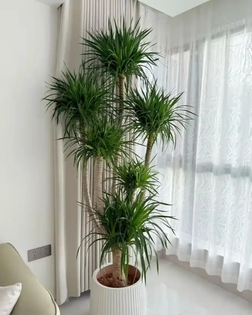 龍血樹養殖方法和注意事項:葉尖乾枯還腐根?教你幾招,讓它莖幹粗壯,葉片綠得發亮!