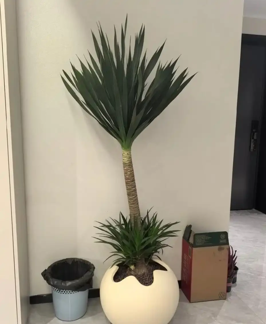 龍血樹養殖方法和注意事項:葉尖乾枯還腐根?教你幾招,讓它莖幹粗壯,葉片綠得發亮!